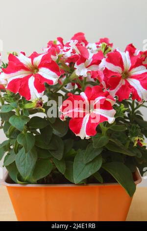 Closeup of beautiful red and white petunia flowers in a plastic flowerpot Stock Photo