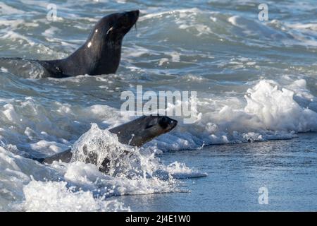 South Georgia, Fortuna Bay, Whistle Cove. Antarctic fur seals in surf. Stock Photo
