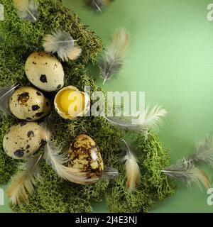 quail eggs on green background Stock Photo