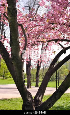 Springtime in the park with blooming cherry tree , cherry blossoms and trees, season and nature concept Stock Photo