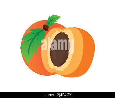 Detailed Apricot with the Slice Illustration Vector Stock Vector