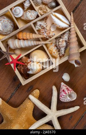 Sea Shell Exoskeleton Collection of Seashells - A seashell is usually the exoskeleton of an ...