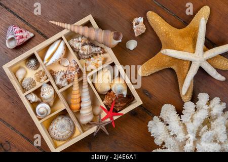 Sea Shell Exoskeleton Collection of Seashells - A seashell is usually the exoskeleton of an ...