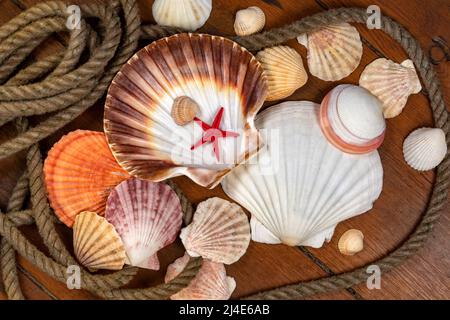 Sea Shell Exoskeleton Collection of Seashells - A seashell is usually the exoskeleton of an ...