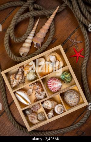 Sea Shell Exoskeleton Collection of Seashells - A seashell is usually the exoskeleton of an ...