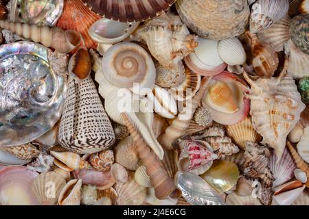 Sea Shell Exoskeleton Collection of Seashells - A seashell is usually the exoskeleton of an ...