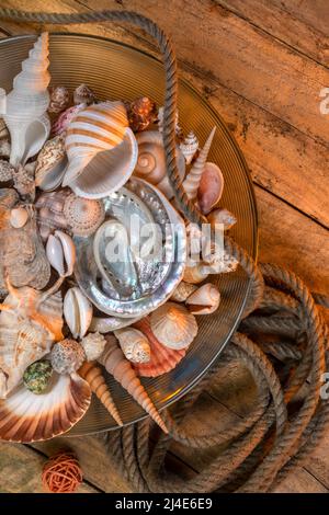 Sea Shell Exoskeleton Collection of Seashells - A seashell is usually the exoskeleton of an ...