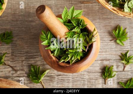 Fresh young ground elder or Aegopodium podagraria leaves collected in early spring, top view Stock Photo