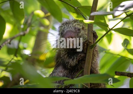 Mexican Hairy Dwarf Porcupine, Coendou mexicanus in Costa Rica Stock Photo