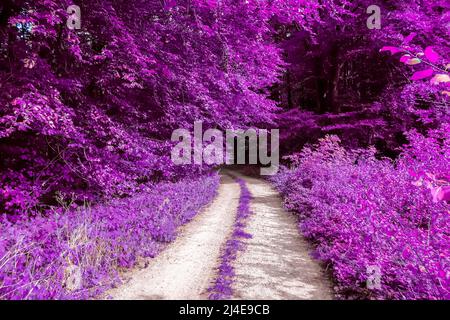 Beautiful pink and purple infrared panorama of a forest Stock Photo