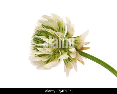 White clover flower isolated on white background. Trifolium repens Stock Photo