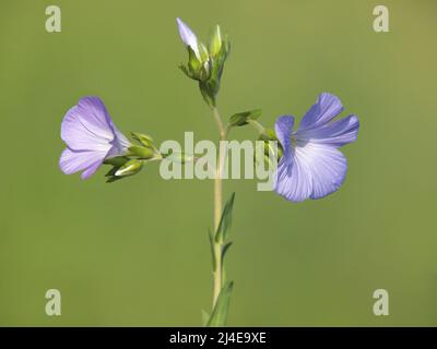Purple flowers of wild downy flax, Linum hirsutum Stock Photo