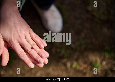 Close-up of a little beetle ladybug walking on human hand in the early spring sunny day Stock Photo