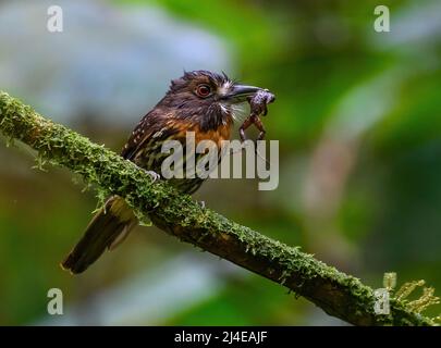 A White-whiskered Puffbird (Malacoptila panamensis) with a toad in its beak. Colombia, South America. Stock Photo