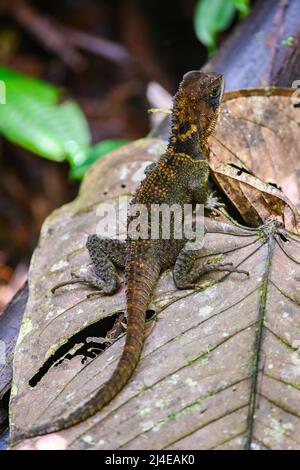 A Bocourt's Dwarf Iguana (Enyalioides heterolepis) on the forest floor. Colombia, South America. Stock Photo