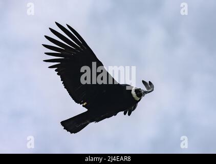 A majestic wild Andean Condor (Vultur gryphus) soaring in the sky. Colombia, South America. Stock Photo