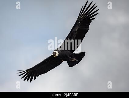 A majestic wild Andean Condor (Vultur gryphus) soaring in the sky. Colombia, South America. Stock Photo