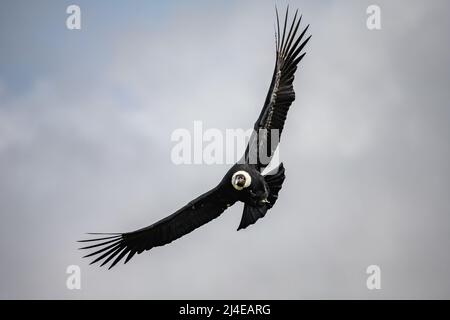 A majestic wild Andean Condor (Vultur gryphus) soaring in the sky. Colombia, South America. Stock Photo