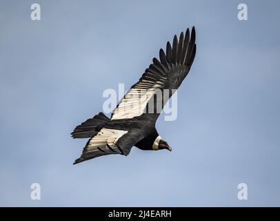 A majestic wild Andean Condor (Vultur gryphus) soaring in the sky. Colombia, South America. Stock Photo