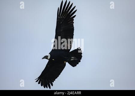 A majestic wild Andean Condor (Vultur gryphus) soaring in the sky. Colombia, South America. Stock Photo