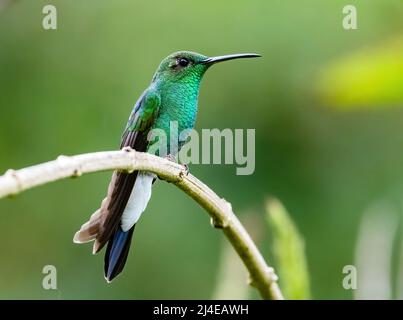 A male White-vented Plumeleteer hummingbird (Chalybura buffonii) perched on a branch. Colombia, South America. Stock Photo