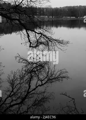 Monochrome photo of tree branches and their reflections in the waters of Lake Katzensee in Regensdorf, Switzerland Stock Photo
