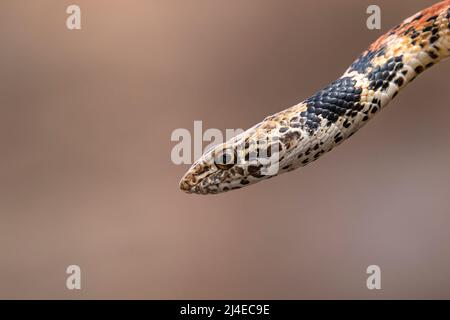 Western Coachwhip, Masticophis flagellum in the Mojave Desert Stock Photo