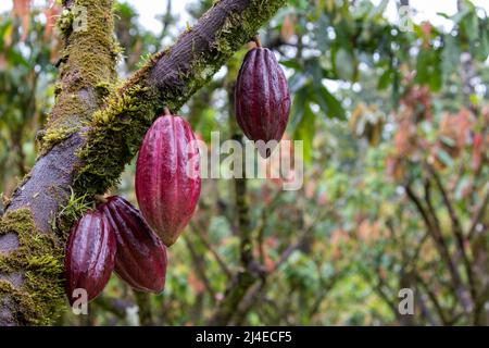 Red cocoa fruit (Theobroma cacao) growing in an organic plantation Stock Photo