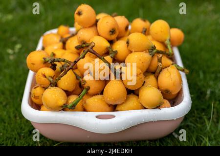 Full basket of fresh loquat fruit Stock Photo