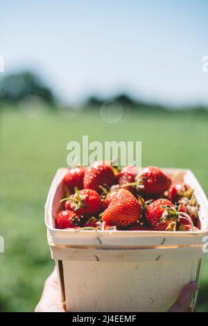Fresh picked organic strawberries in wood container on a summer day Stock Photo