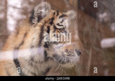 Profile portrait of Bengal tiger, Panthera tigris tigris, isolated on gray-black background Stock Photo