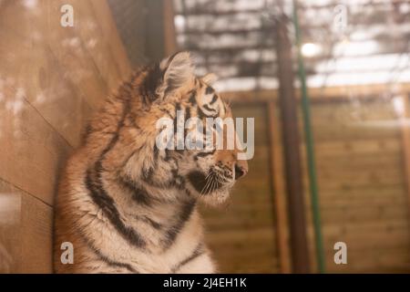 Profile portrait of Bengal tiger, Panthera tigris tigris, isolated on gray-black background Stock Photo