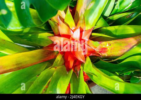 Close-up of a bright red bromeliad flower with vibrant green leaves radiating from the center in a tropical garden. Stock Photo