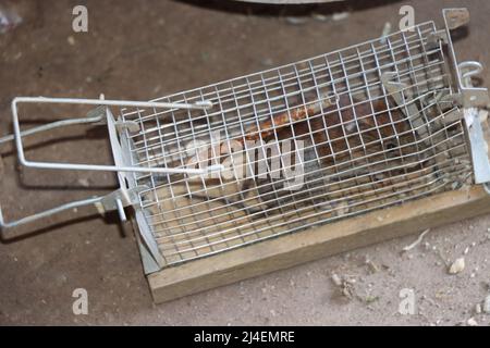 Hausmaus (Mus musculus) - gefangen in einer Lebendfalle Stock Photo