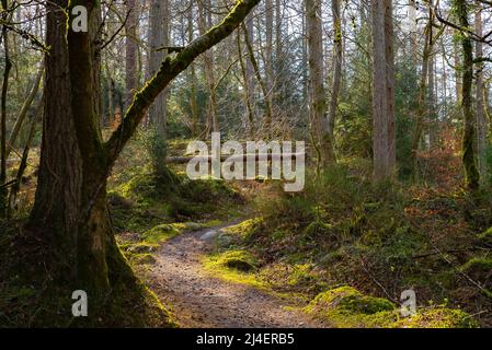 Dirt path through the woods in the afternoon light.  Dalbeattie Forest Town Woods, Dalbeattie, Scotland. Stock Photo