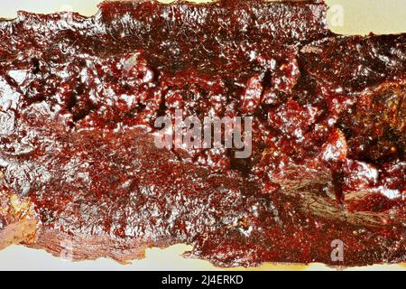 Red resin sap on South Australian Blue Gum bark Stock Photo