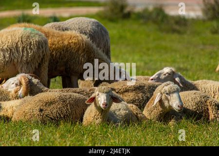 Herd of sheep lying on the ground resting in Turkey Stock Photo