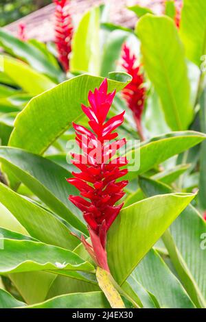 Red Ginger (Alpinia purpurata) flowers, Dunns River Falls, Ocho Rios, St Ann Parish, Jamaica, Greater Antilles, Caribbean Stock Photo