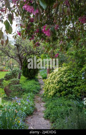 Unkempt, neglected, overgrown, secluded cottage garden with crazy paving path, cherry blossom tree, shrubs, flowers and greenery. Stock Photo