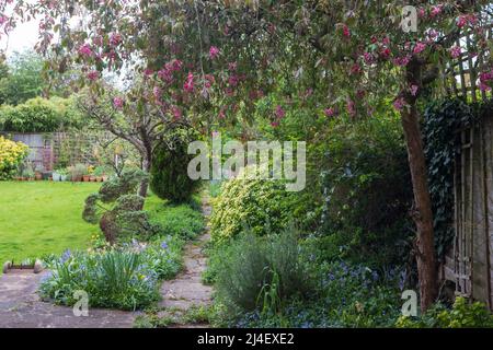 Unkempt, neglected, overgrown, secluded cottage garden with crazy paving path, cherry blossom tree, shrubs, flowers and greenery. Stock Photo