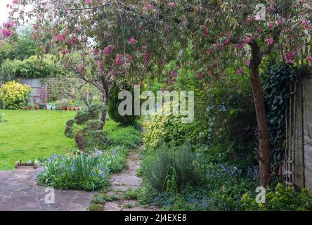 Unkempt, neglected, overgrown, secluded cottage garden with crazy paving path, cherry blossom tree, shrubs, flowers and greenery. Stock Photo