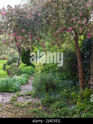 Unkempt, neglected, overgrown, secluded cottage garden with crazy paving path, cherry blossom tree, shrubs, flowers and greenery. Stock Photo