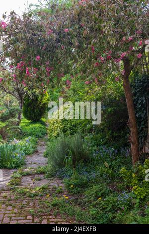 Unkempt, neglected, overgrown, secluded cottage garden with crazy paving path, cherry blossom tree, shrubs, flowers and greenery. Stock Photo