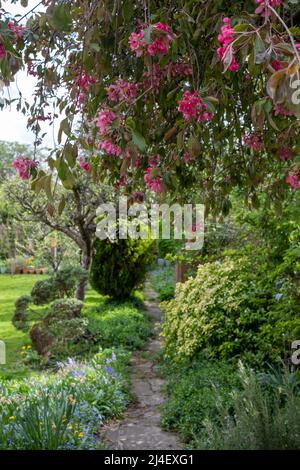 Unkempt, neglected, overgrown, secluded cottage garden with crazy paving path, cherry blossom tree, shrubs, flowers and greenery. Stock Photo