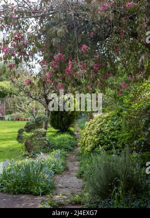 Unkempt, neglected, overgrown, secluded cottage garden with crazy paving path, cherry blossom tree, shrubs, flowers and greenery. Stock Photo