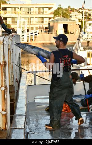 Huge tuna or California Yellowtail fish being unloaded from a charter fishing boat at Fisherman's Landing, San Diego, California, USA Stock Photo