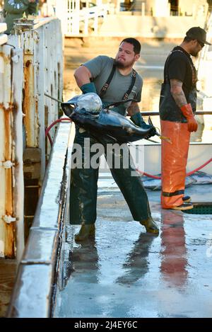 Huge tuna or California Yellowtail fish being unloaded from a