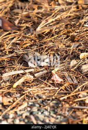 Baby killdeer Charadrius vociferus lie near their nest in Sarasota, Florida Stock Photo