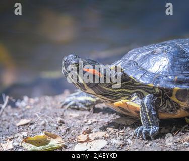 Red-eared slider turtle (Trachemys scripta elegans) basks on the banks of a pond in Franklin Canyon in Beverly Hills, CA. Stock Photo
