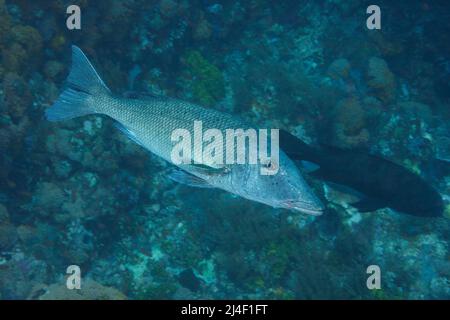 The longface emperor, Lethrinus olivaceus, is the largest species in this family, Indonesia. Stock Photo